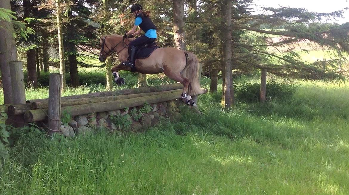 Anden særlig race Stald Poppels Snuggi billede 1