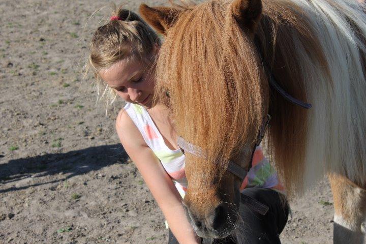 Anden særlig race Morelsgårdens Trold *Himmelhest* billede 9