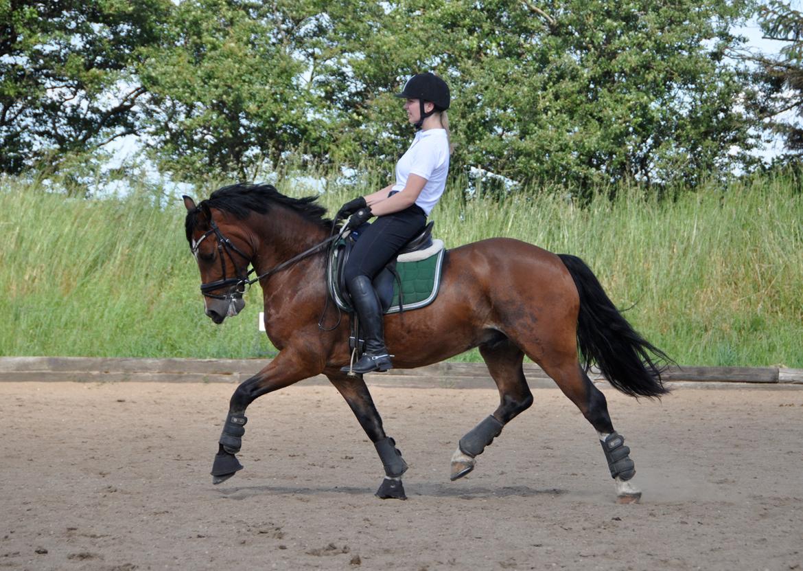 Welsh Cob (sec D) Lindbergs Milton B-PONY billede 30