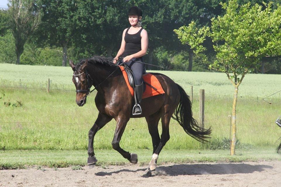 Dansk Varmblod Baunehøjens Samour billede 6