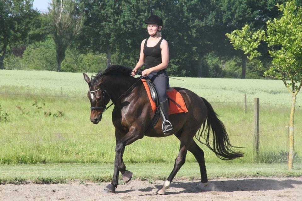 Dansk Varmblod Baunehøjens Samour billede 7