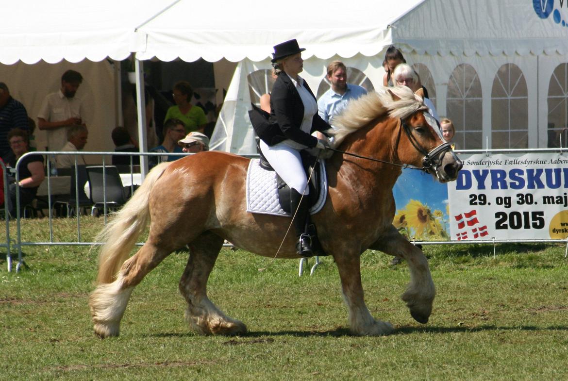 Jyde Isabella af Lavrens *solgt* - Aabenraa dyrskue 2014 - show billede 3