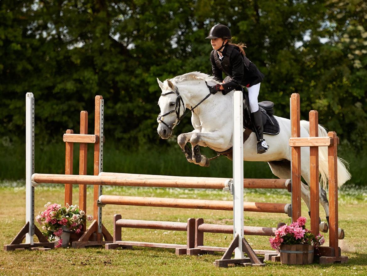 Welsh Partbred (Sec F) Ballettens Silent Victory - c stævne SLR, LB billede 18