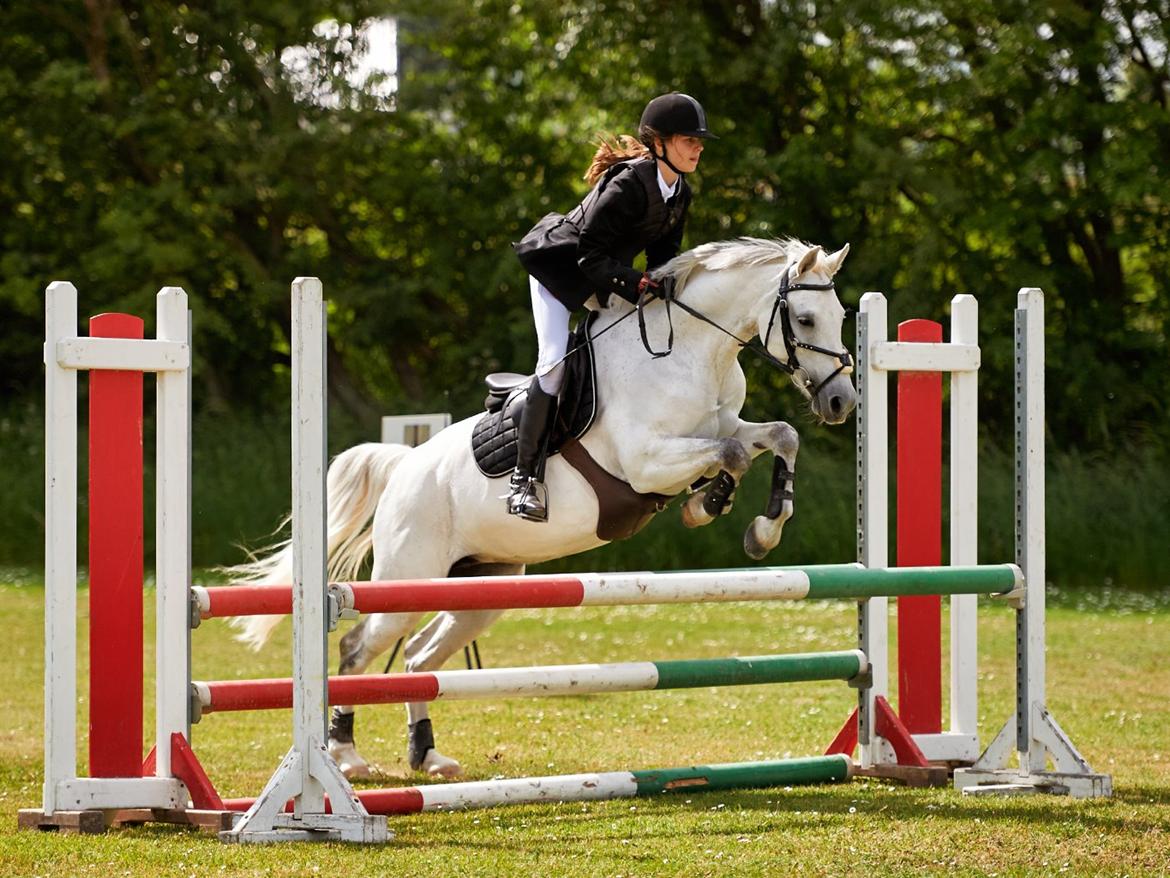 Welsh Partbred (Sec F) Ballettens Silent Victory - c stævne SLR , LB billede 20