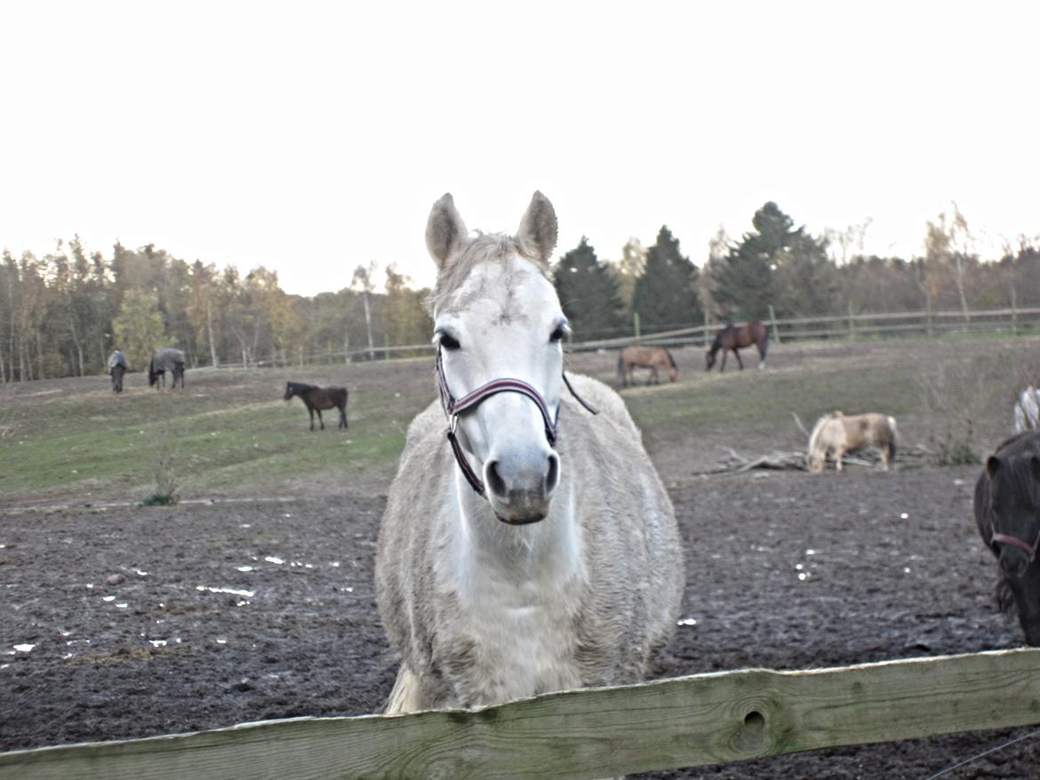 Welsh Partbred (Sec F) Ballettens Silent Victory - Beskidte pony<3 billede 14