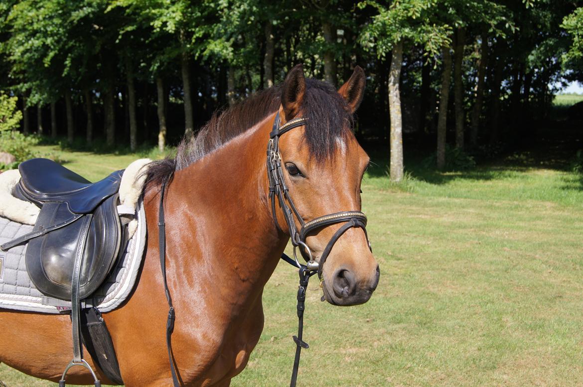 Anden særlig race MILLE - Sidste dag med hende :( 5. August 2011 - 12. juni 2014 <3 billede 1