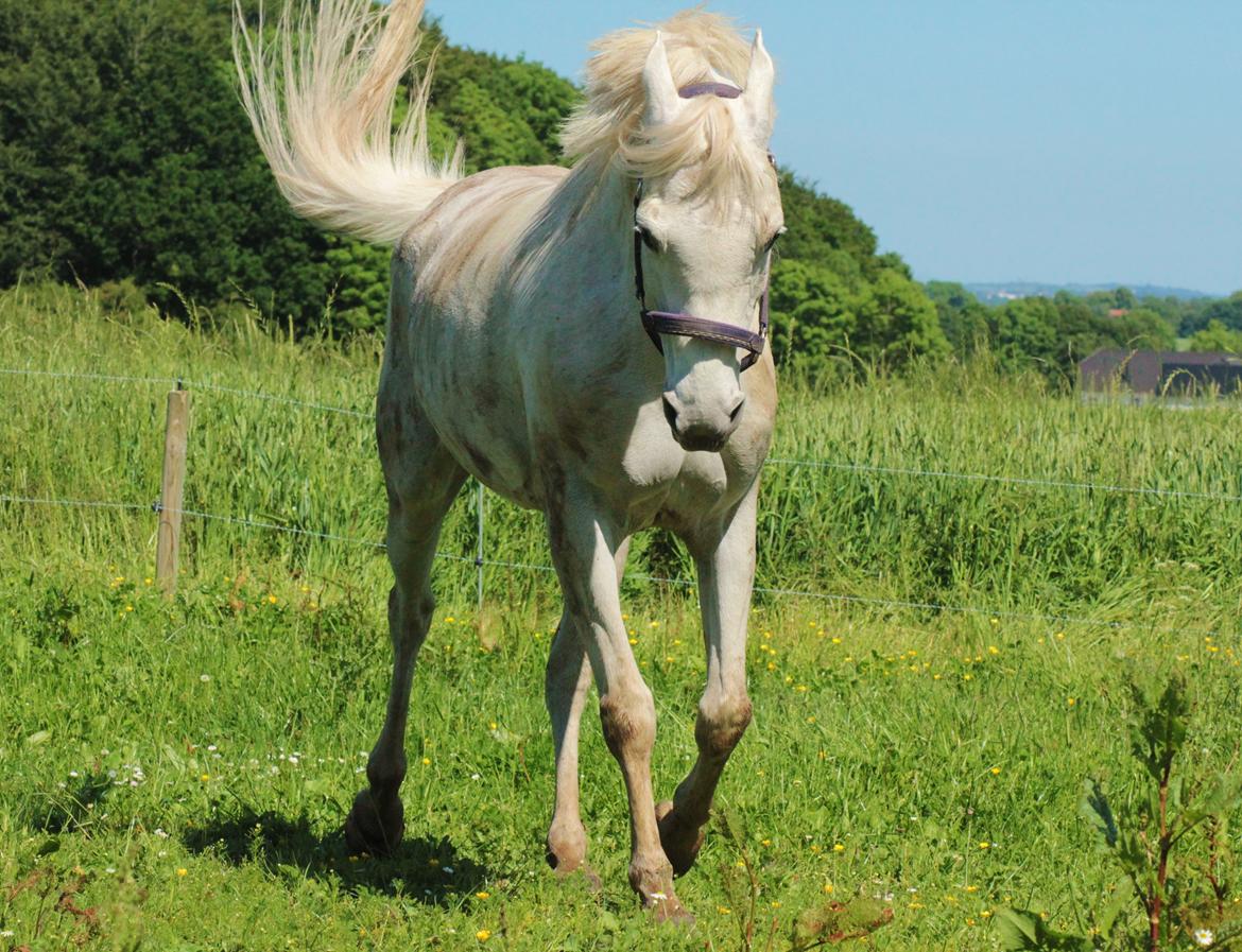 Sportsaraber (A) Jacklyn billede 3