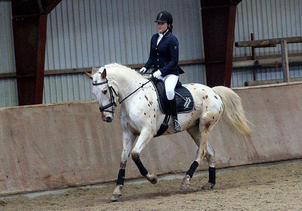 Knabstrupper Friis' Petrea - Foto: Pia Lundberg billede 12