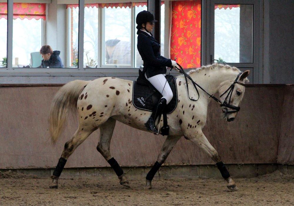 Knabstrupper Friis' Petrea - Foto: Pia Lundberg billede 11