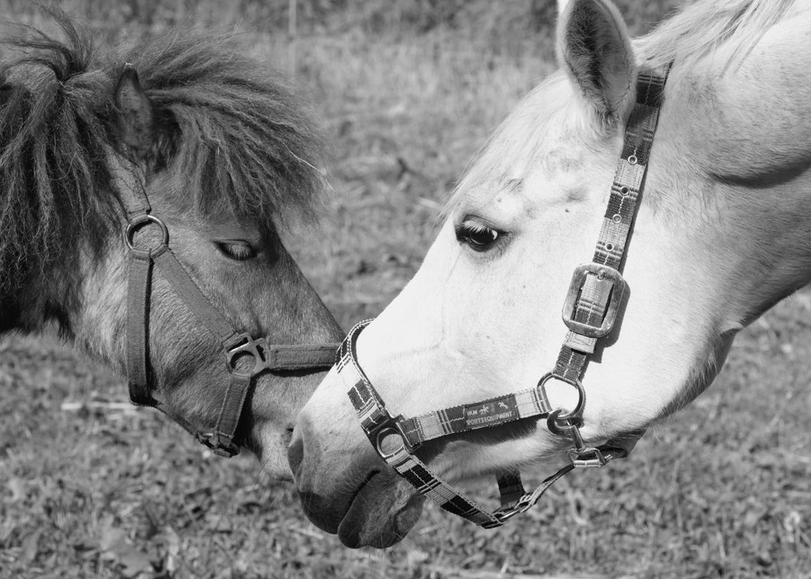 Sportsaraber (A) Jacklyn billede 4