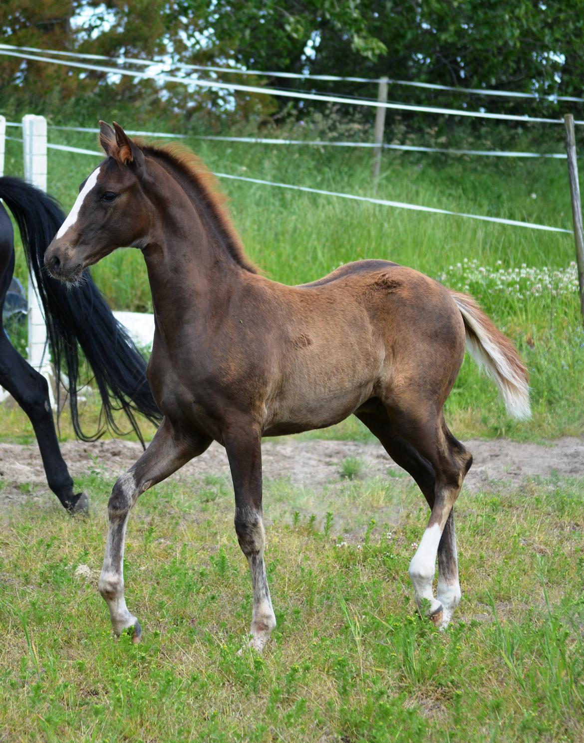 DSP Lykkebo Double Up billede 2