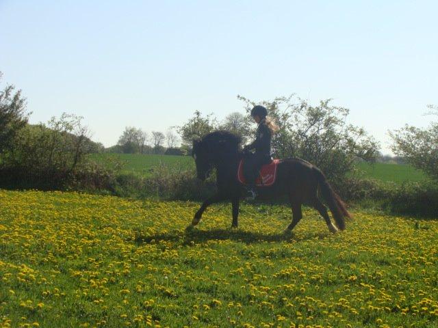 Welsh Cob (sec D) Lesto Havannah Klubmester 2013! billede 16