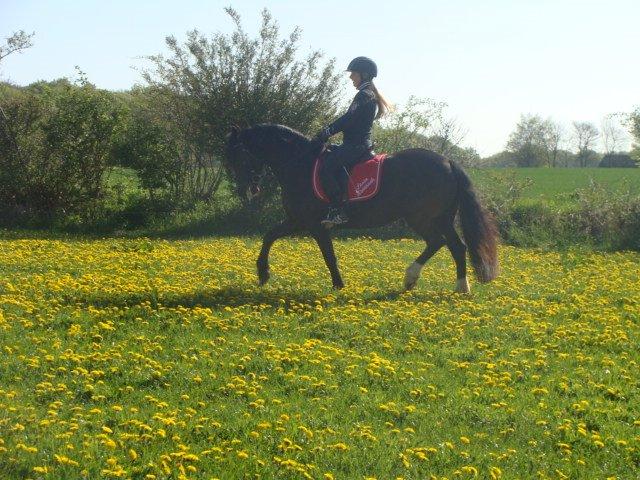 Welsh Cob (sec D) Lesto Havannah Klubmester 2013! billede 9