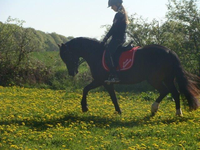 Welsh Cob (sec D) Lesto Havannah Klubmester 2013! billede 18
