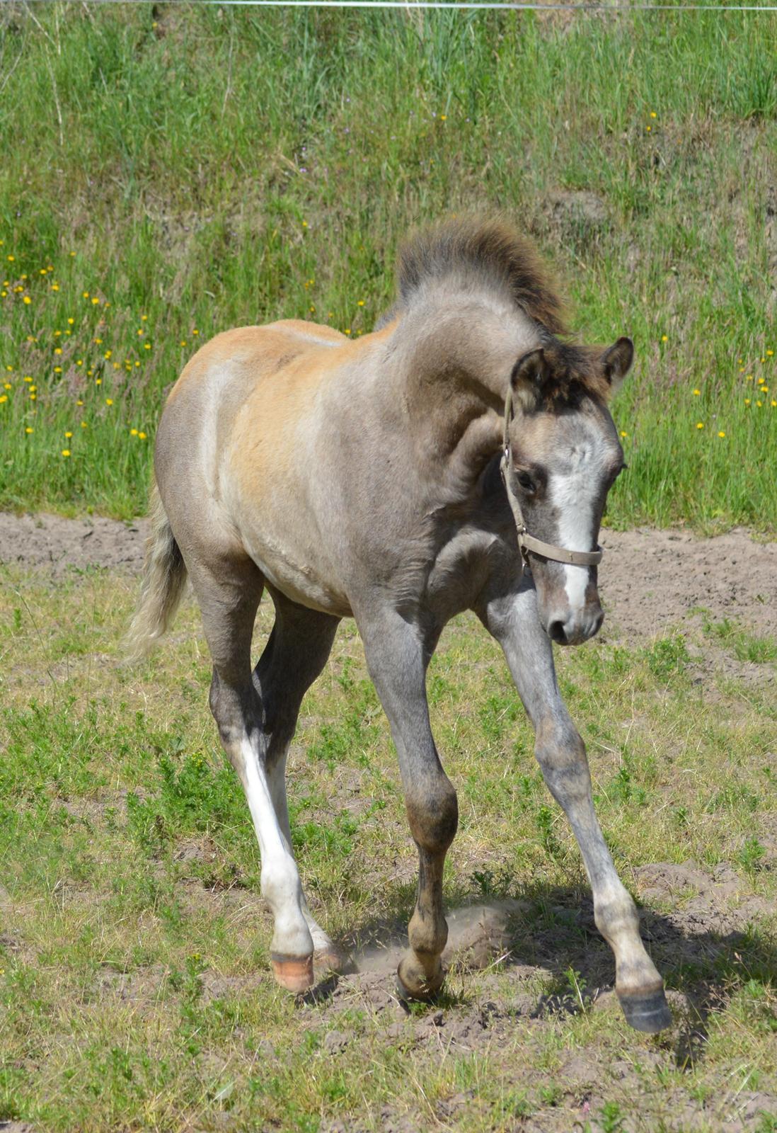 DSP Lykkebo Duncan billede 1