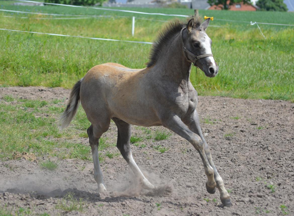 DSP Lykkebo Duncan billede 3