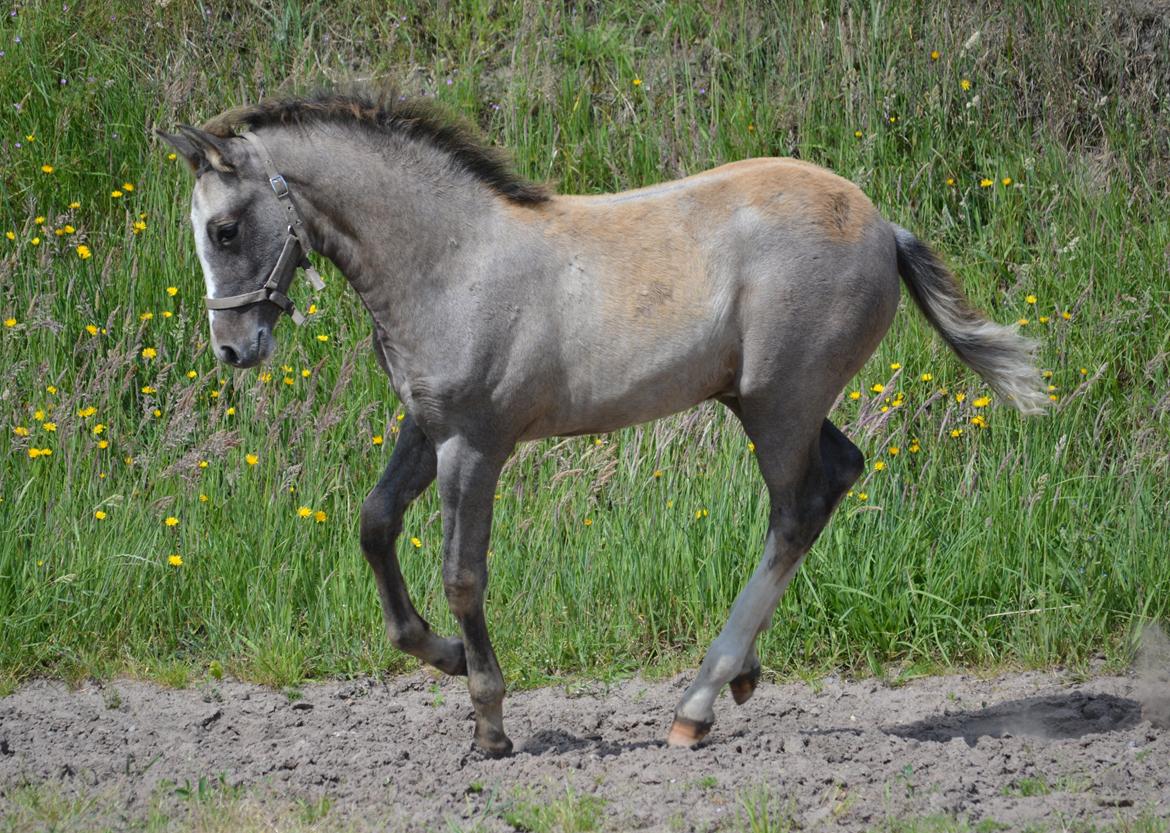 DSP Lykkebo Duncan billede 4