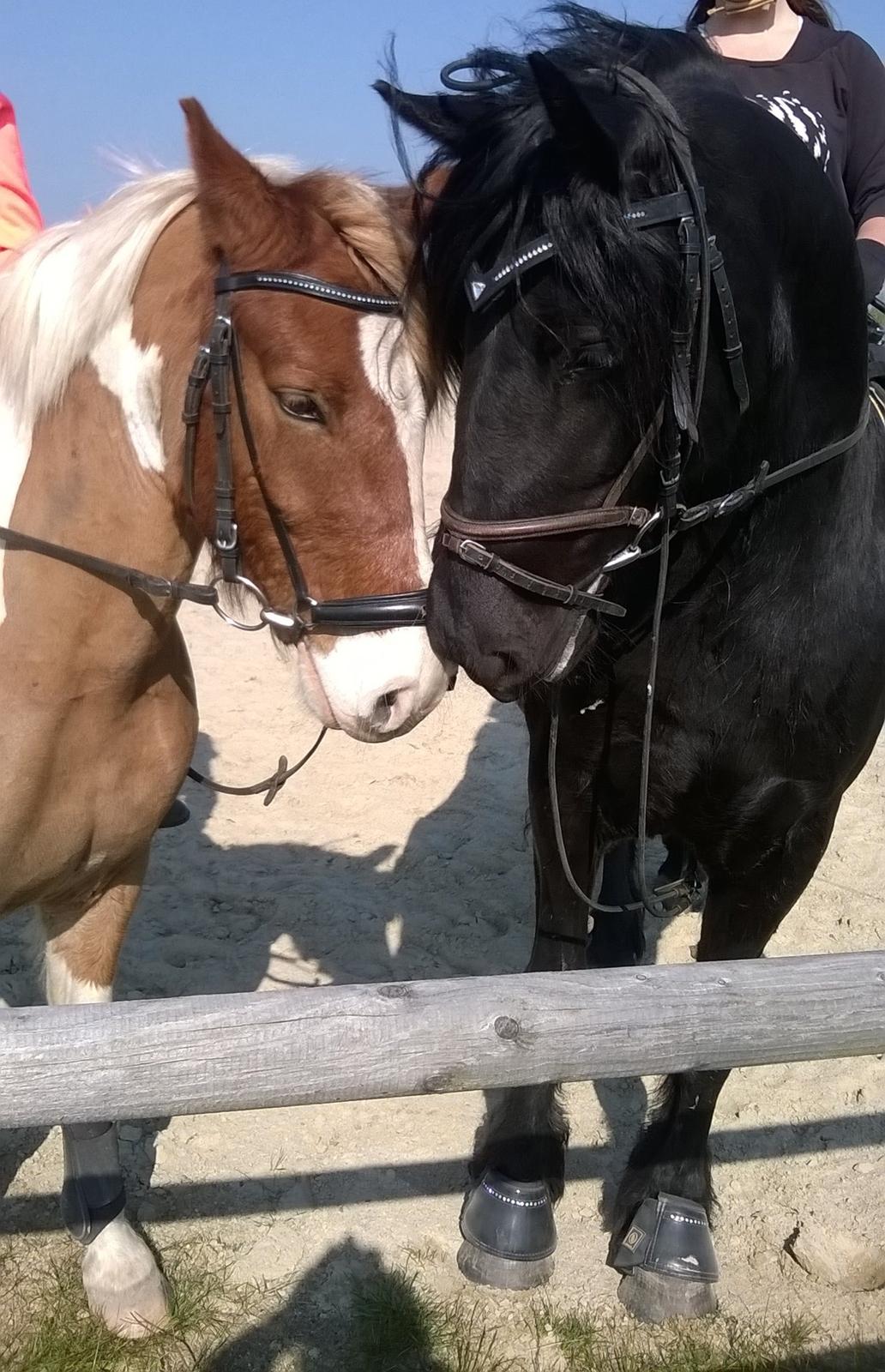 Anden særlig race Marika - Marika og Royal Rocky - Liv og Rocky på besøg hos Marika og jeg ^. ^ billede 15