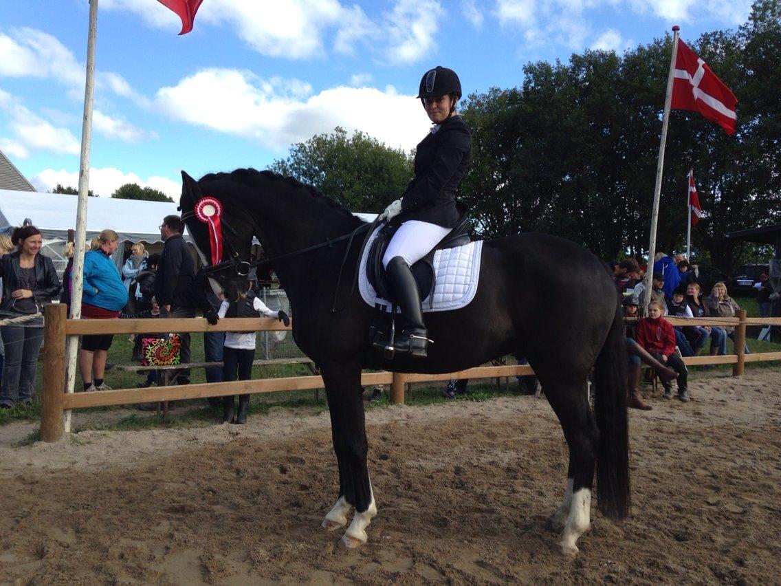 Dansk Varmblod Leonardo billede 6