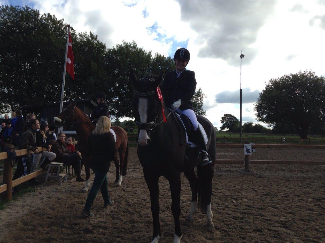 Dansk Varmblod Leonardo billede 7