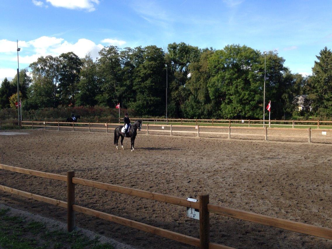 Dansk Varmblod Leonardo billede 8