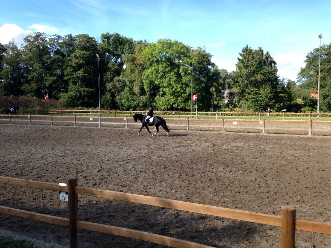 Dansk Varmblod Leonardo billede 9