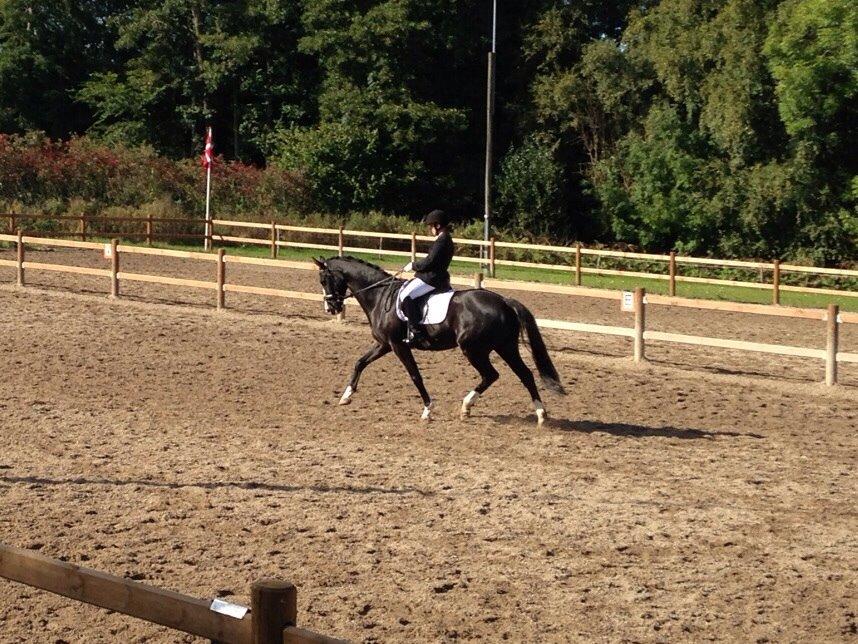 Dansk Varmblod Leonardo billede 11