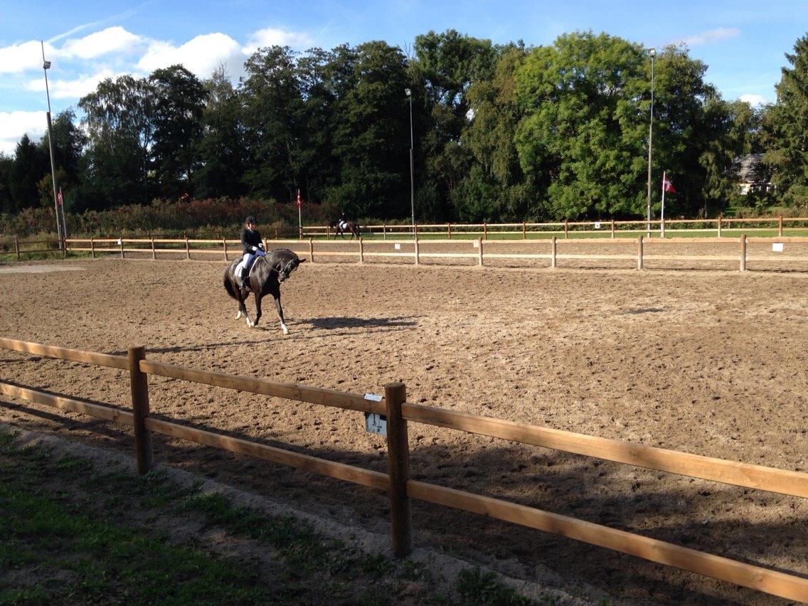 Dansk Varmblod Leonardo billede 10