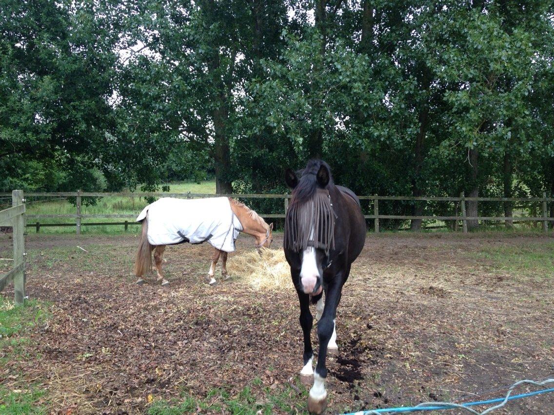 Dansk Varmblod Leonardo billede 12