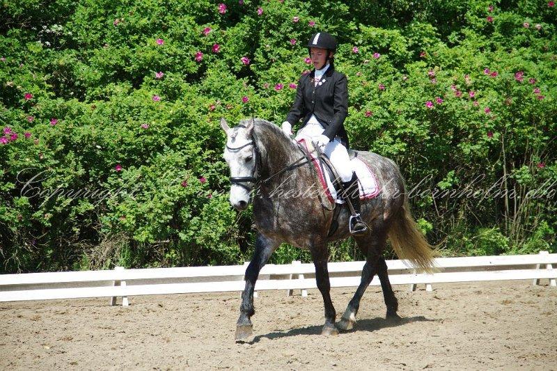 Connemara Klintly's macong - ¨foto: Morten fiil (hestebilleder-bornholm.dk) pinsedressur festival 07/6-2014 billede 6