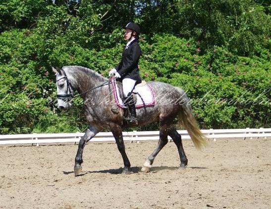 Connemara Klintly's macong - ¨foto: Morten fiil (hestebilleder-bornholm.dk) pinsedressur festival 7/6-2014 billede 14