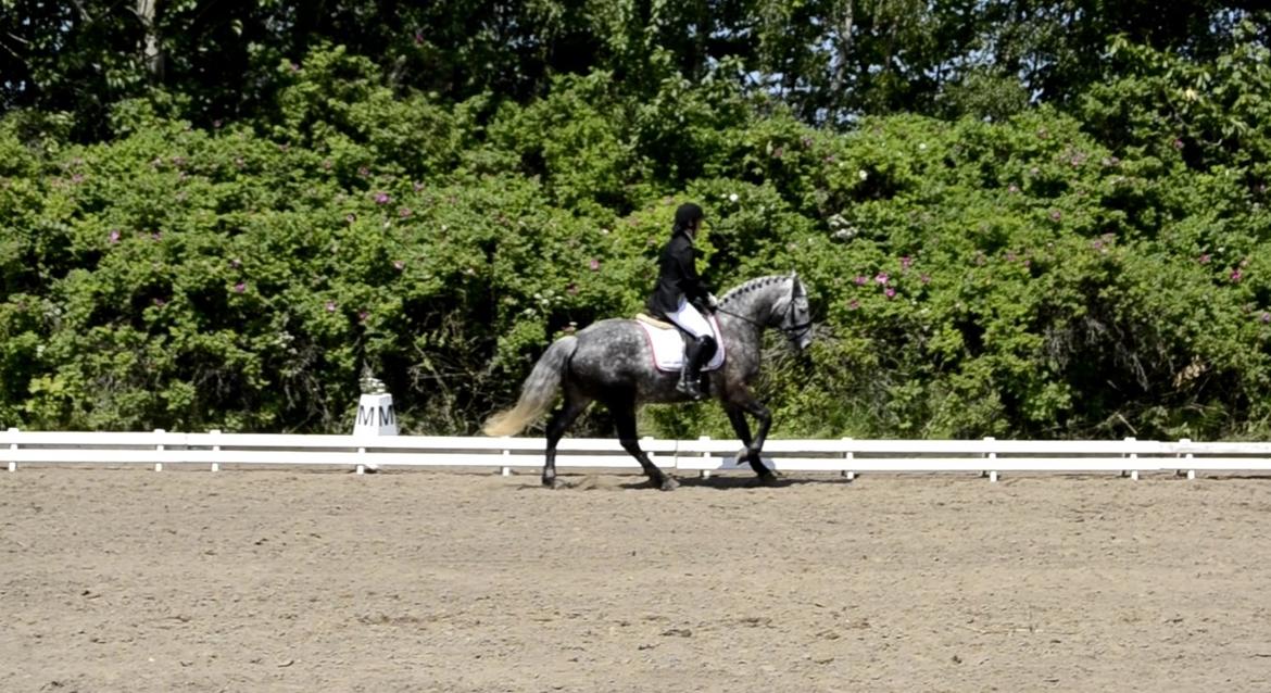 Connemara Klintly's macong - grå LA1 - 64,8% pinsedressur festival. NLR 7/6-2014 billede 16