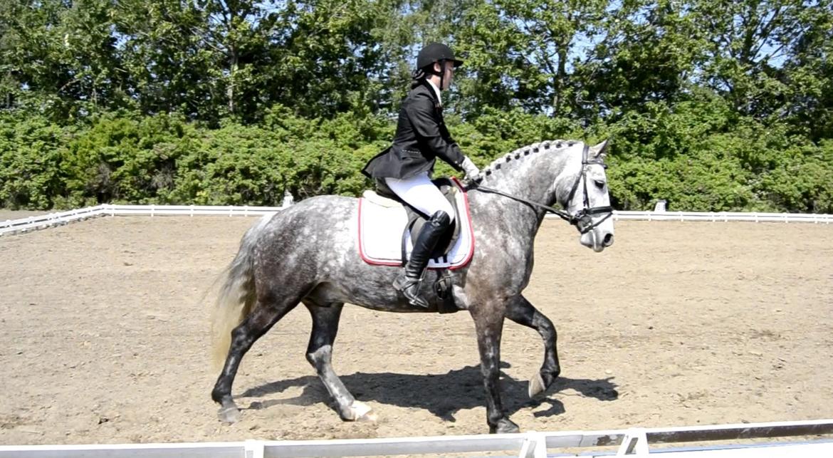 Connemara Klintly's macong - grå til pinsedressur festival 2014 i NLR. LA1 - 64,8% billede 4