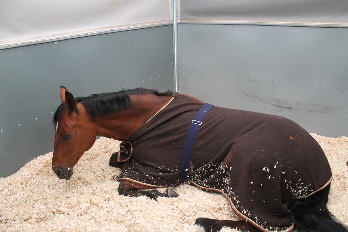 Dansk Varmblod Alexis billede 20