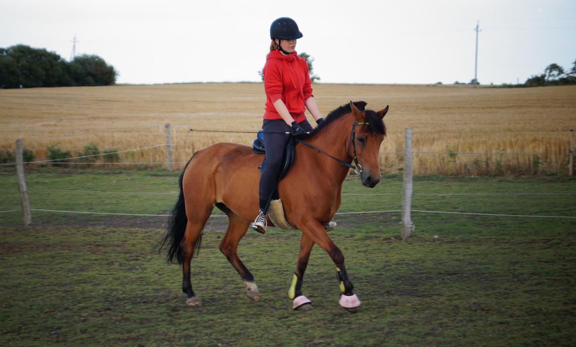 New Forest Vangsgaard's Vanity [Tidl. part] - Første dag som part - Foto: Kattenhøj billede 20