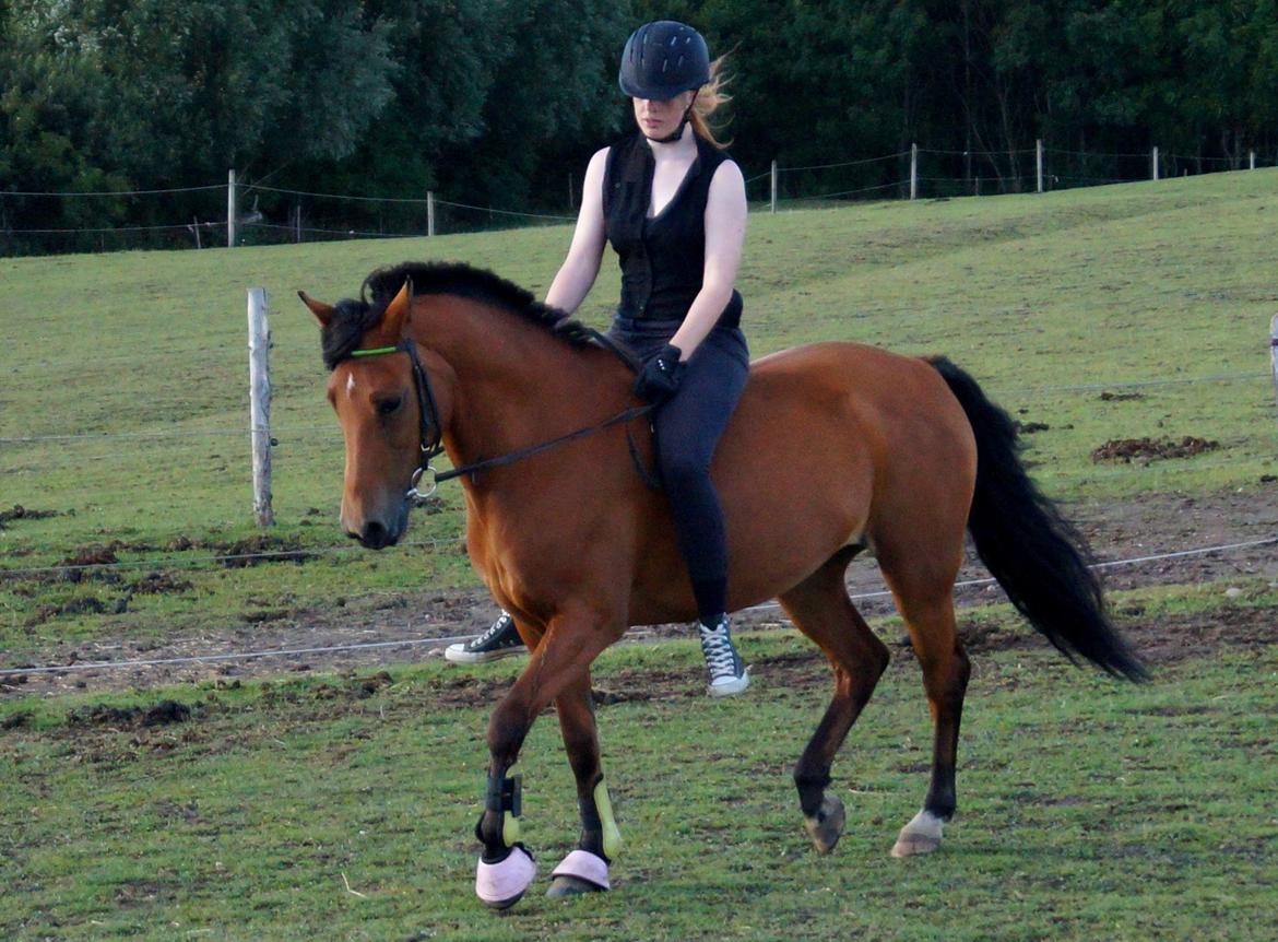 New Forest Vangsgaard's Vanity [Tidl. part] - Første dag som part - Foto: Kattenhøj billede 40