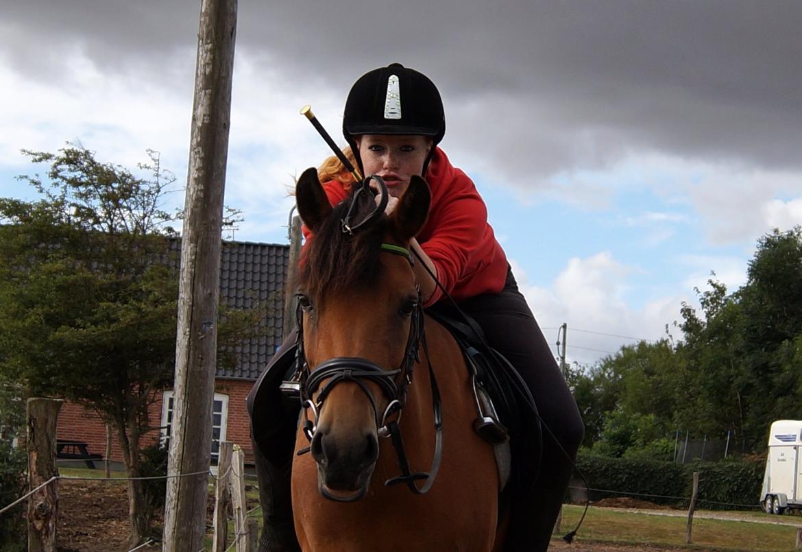 New Forest Vangsgaard's Vanity [Tidl. part] - Bruumbruum - Foto: Line billede 42