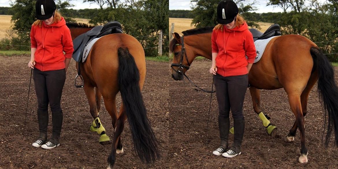 New Forest Vangsgaard's Vanity [Tidl. part] - "Jorden rundt" - Foto: Line billede 23