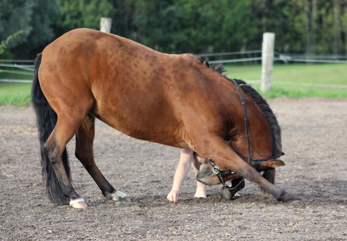 New Forest Vangsgaard's Vanity [Tidl. part] - Neje - Foto: Mig billede 33