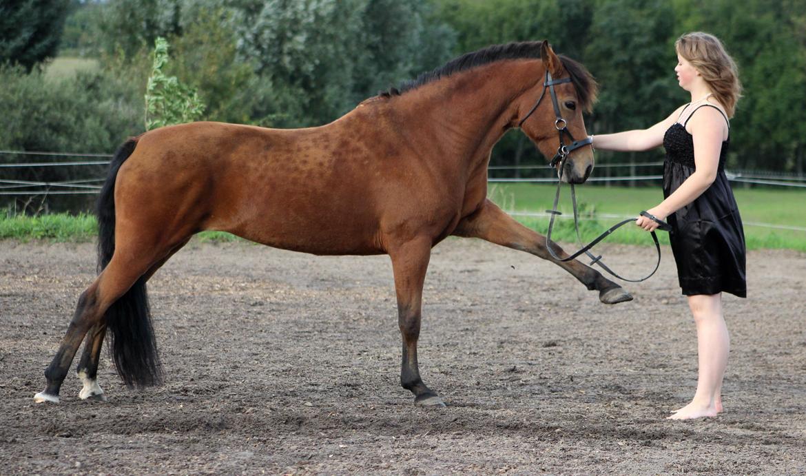 New Forest Vangsgaard's Vanity [Tidl. part] - Spansk løft - Foto: Mig billede 22