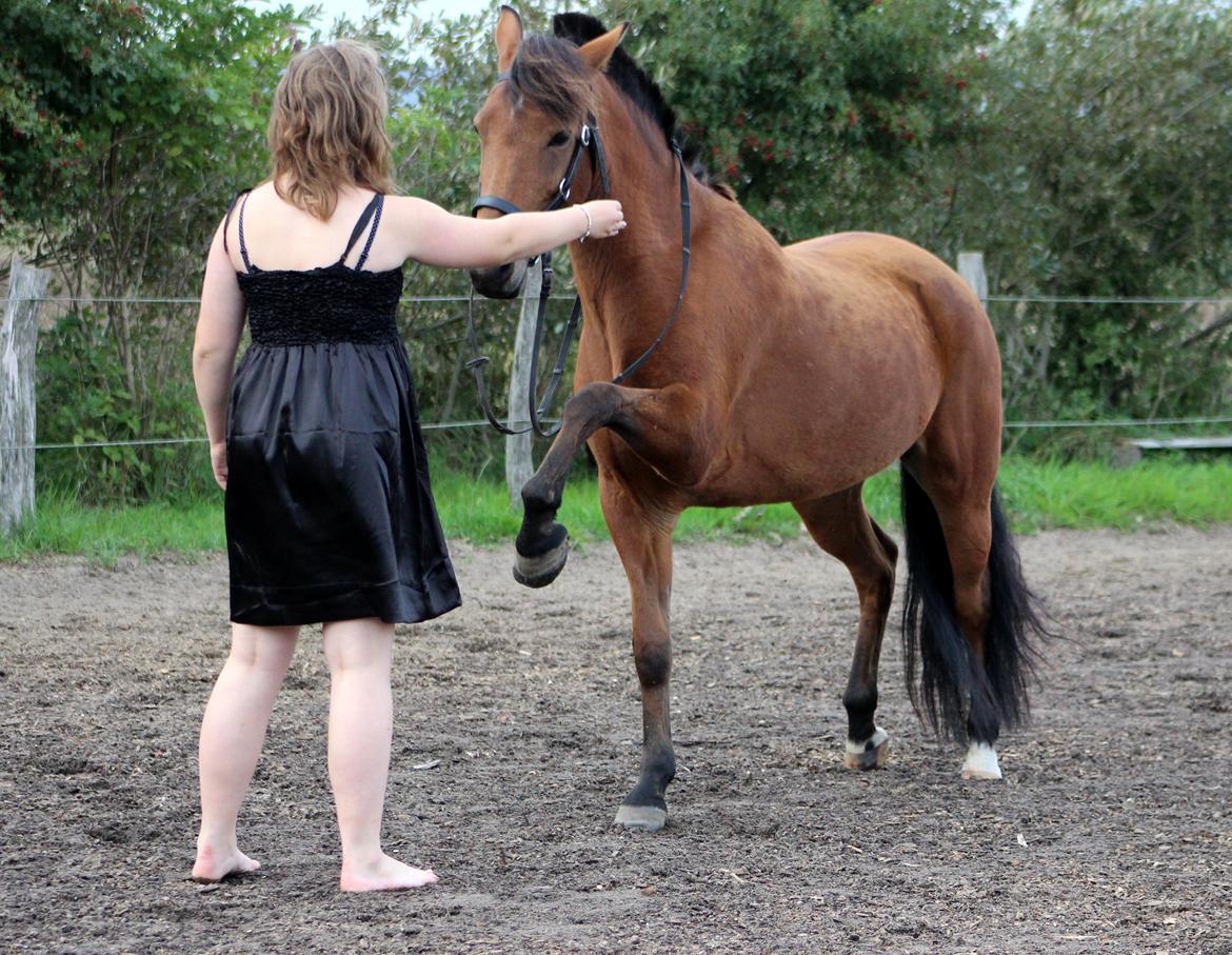 New Forest Vangsgaard's Vanity [Tidl. part] - Spansk løft der siger KAPOW! - Foto: Mig billede 48