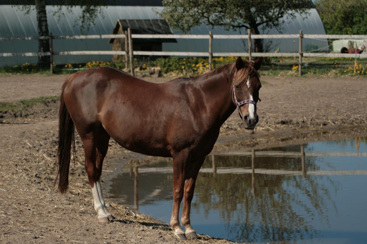 DSP Dressgirl Bitsch billede 1