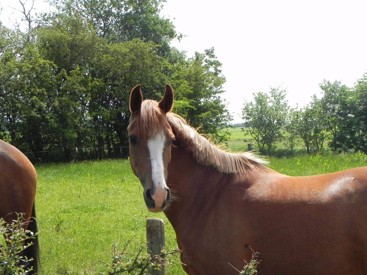 Anden særlig race Stabygårds Misty billede 18