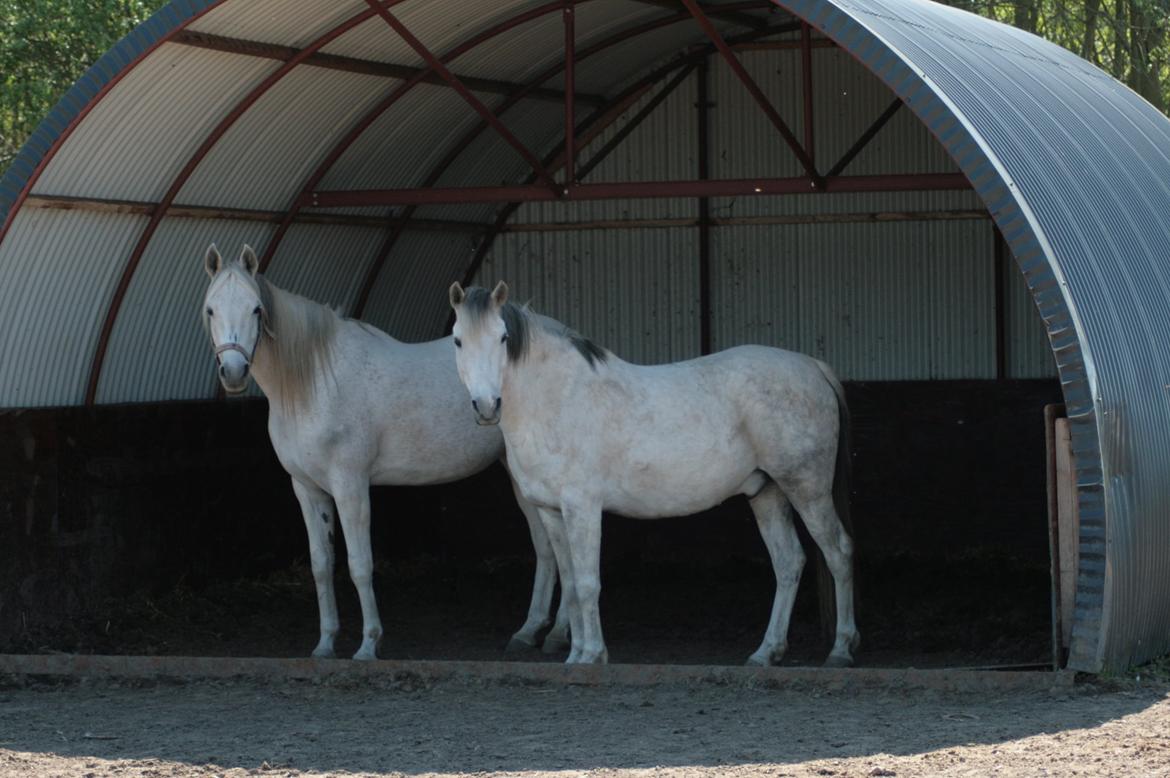 Arabisk fuldblod (OX) Joy Salina billede 2