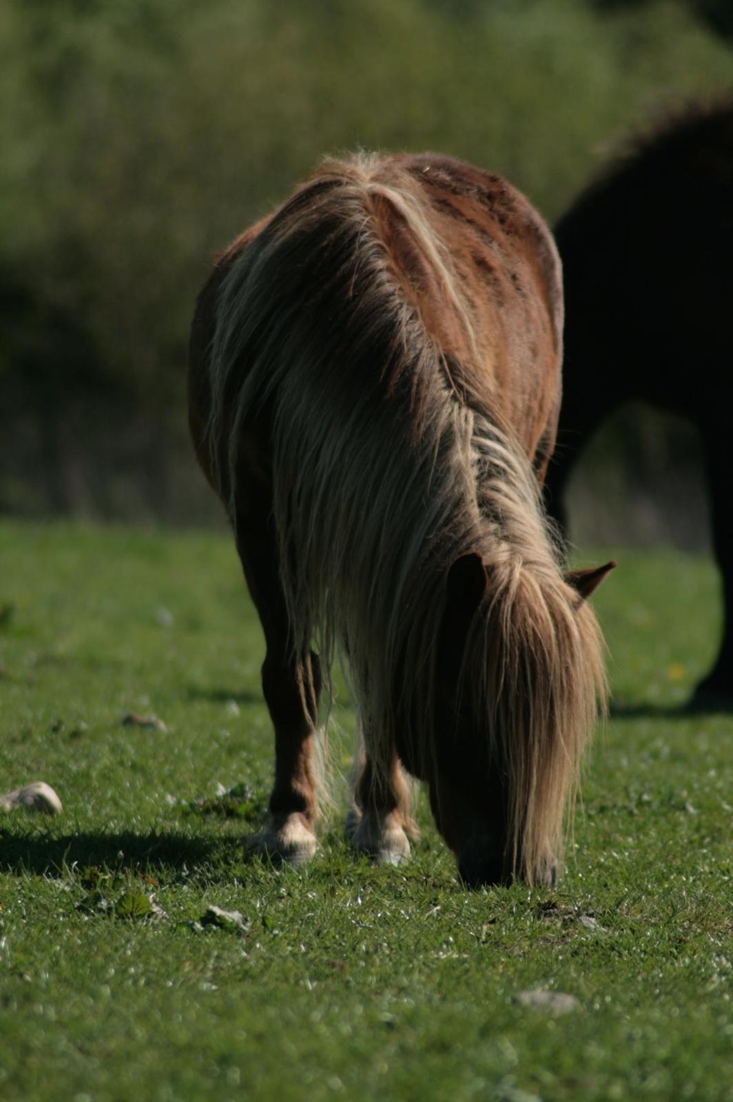 Shetlænder Frederik billede 8