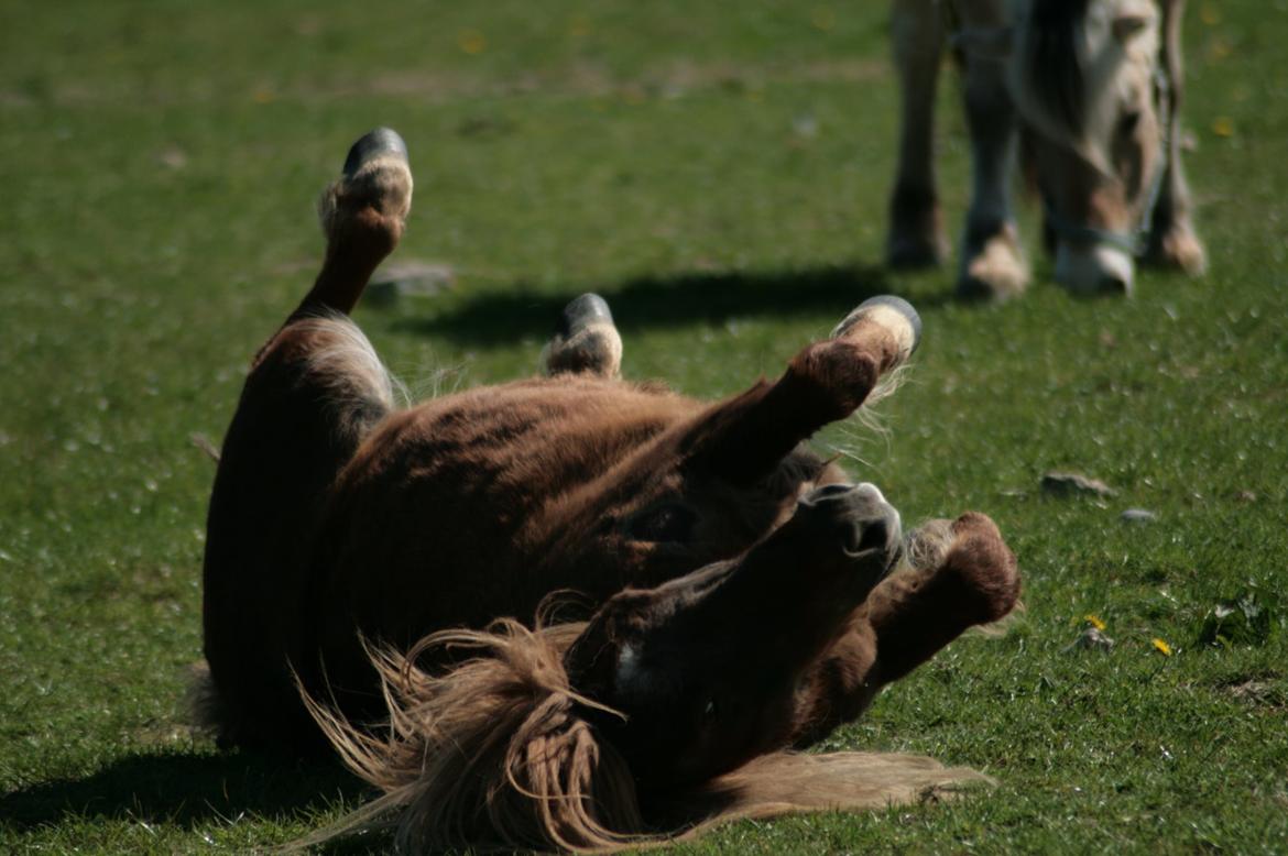 Shetlænder Frederik billede 3