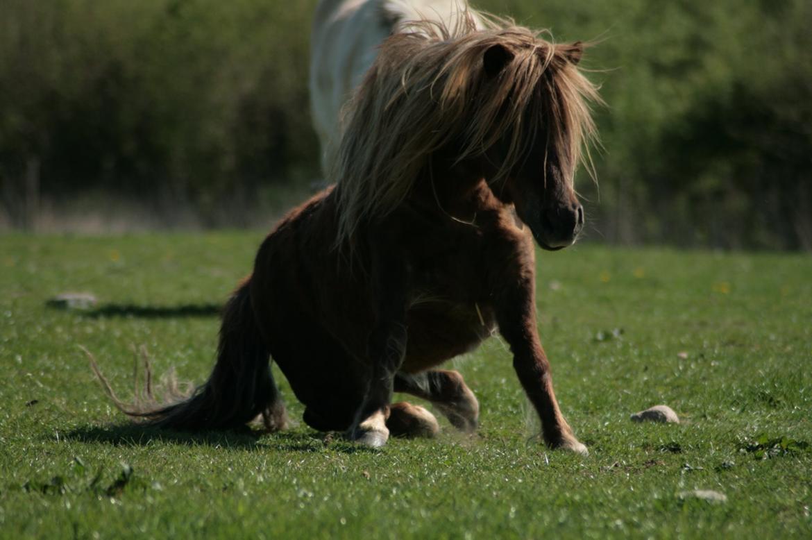 Shetlænder Frederik billede 1