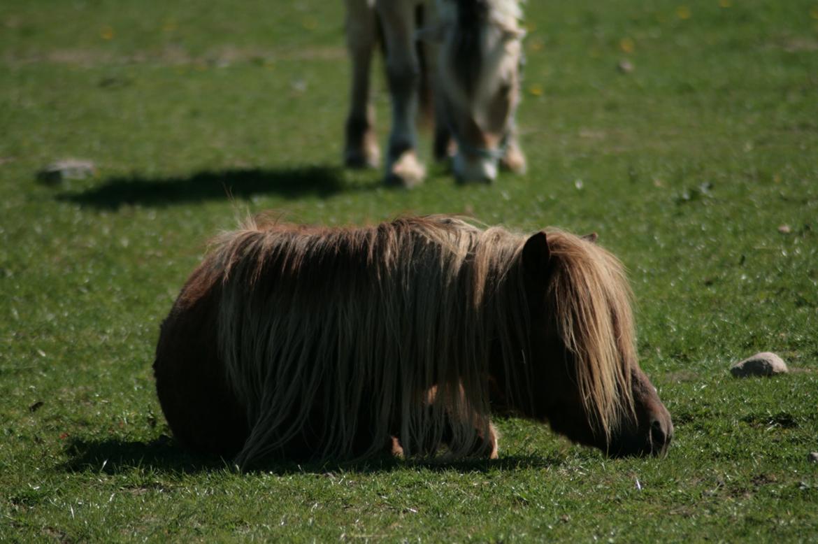 Shetlænder Frederik billede 5