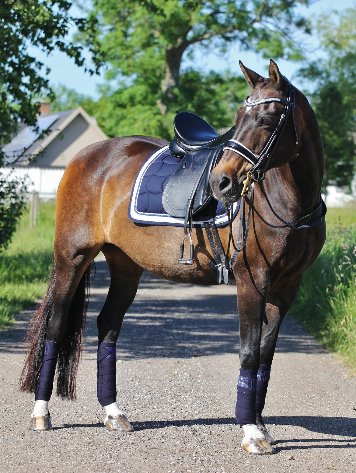 Anden særlig race After Eight´s Chanel / Mutte billede 4