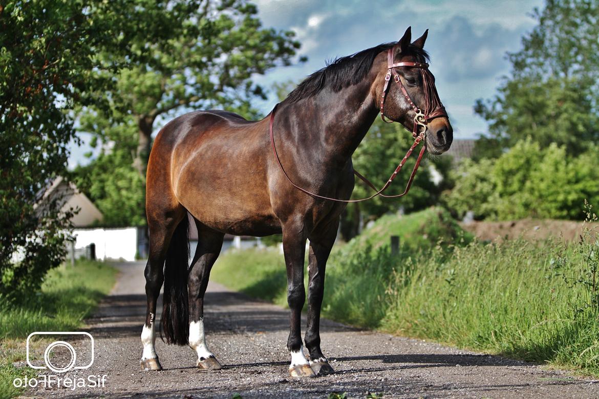 Anden særlig race After Eight´s Chanel / Mutte billede 43